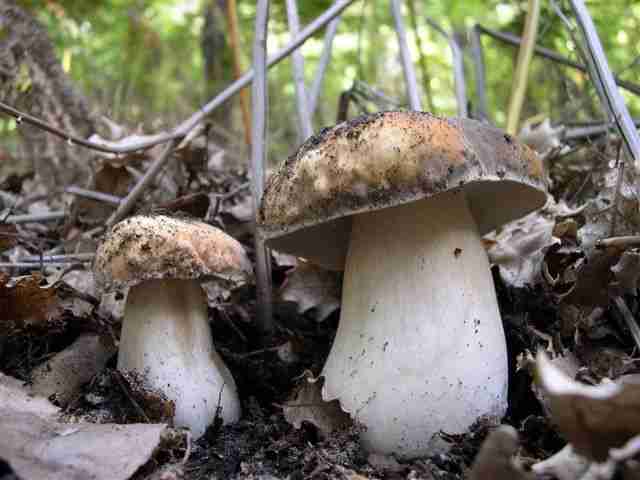  Image name: 294 Porcino.jpg 
 width: 640 pixel 
 height: 480 pixel 
 Size: 22722 bytes 
 Click to enlarge 